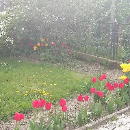 Alom Kucko
